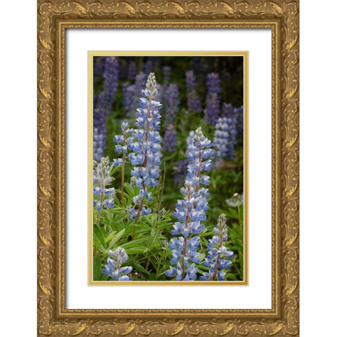 USA-Colorado-Gunnison National Forest Lupine flowers in San Juan Mountains Gold Ornate Wood Framed Art Print with Double Matting by Jaynes Gallery