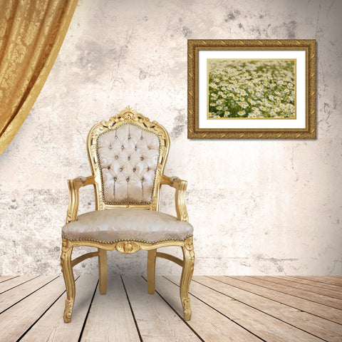 USA-Colorado Wild chamomile flowers in a mountain meadow Gold Ornate Wood Framed Art Print with Double Matting by Jaynes Gallery