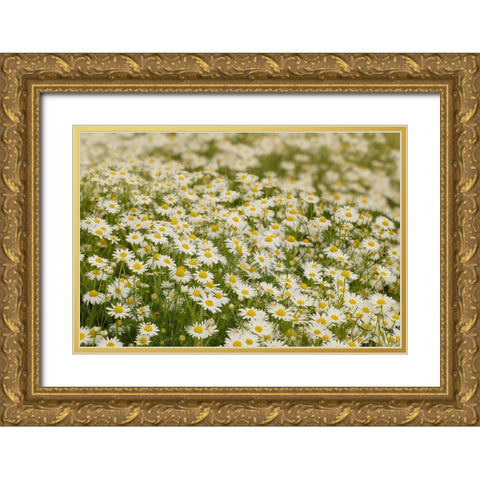 USA-Colorado Wild chamomile flowers in a mountain meadow Gold Ornate Wood Framed Art Print with Double Matting by Jaynes Gallery