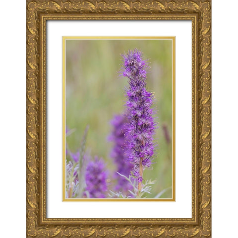 USA-Colorado-Gunnison National Forest Purple fringe flower close-up Gold Ornate Wood Framed Art Print with Double Matting by Jaynes Gallery