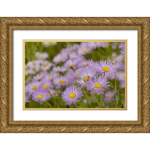 USA-Colorado-Gunnison National Forest Showy daisy flowers close-up Gold Ornate Wood Framed Art Print with Double Matting by Jaynes Gallery