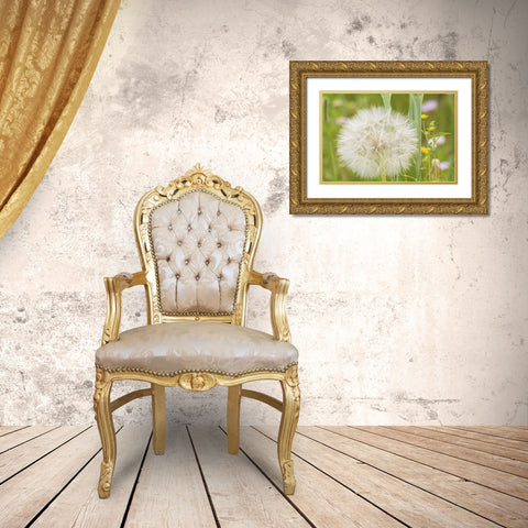 USA-Colorado-Gunnison National Forest Western salsify seedhead close-up Gold Ornate Wood Framed Art Print with Double Matting by Jaynes Gallery