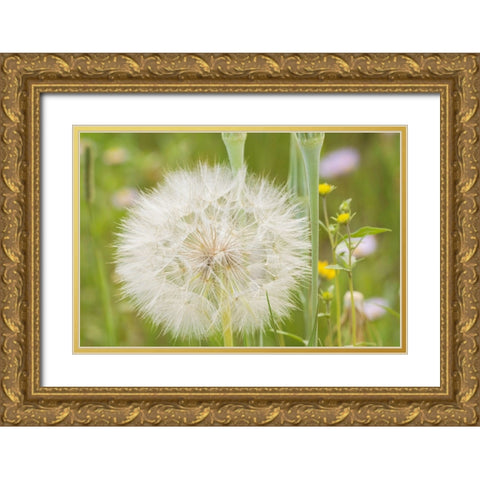 USA-Colorado-Gunnison National Forest Western salsify seedhead close-up Gold Ornate Wood Framed Art Print with Double Matting by Jaynes Gallery
