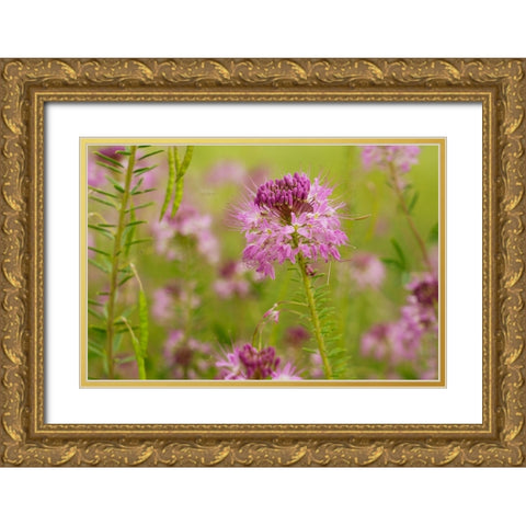 USA-Colorado Rocky Mountain bee plant close-up Gold Ornate Wood Framed Art Print with Double Matting by Jaynes Gallery