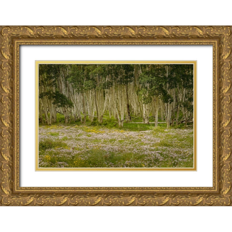 USA-Colorado-San Juan Mountains Wildflowers in mountain meadow Gold Ornate Wood Framed Art Print with Double Matting by Jaynes Gallery
