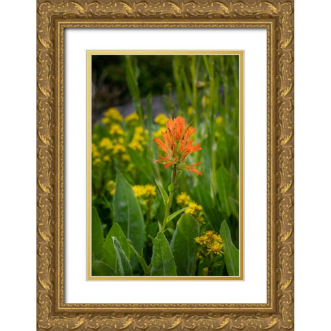 USA-Colorado-Uncompahgre National Forest Indian paintbrush flower close-up Gold Ornate Wood Framed Art Print with Double Matting by Jaynes Gallery