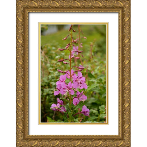 USA-Colorado-Uncompahgre National Forest Fireweed flowers close-up Gold Ornate Wood Framed Art Print with Double Matting by Jaynes Gallery