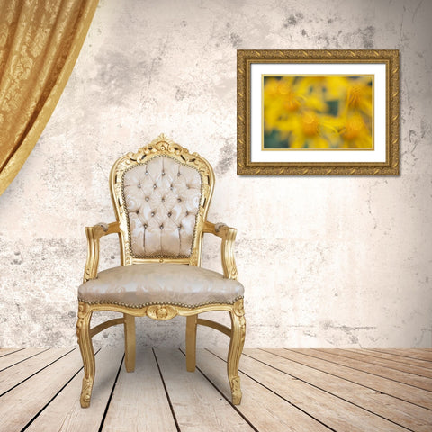 USA-Colorado-San Juan Mountains Sneezeweed abstract Gold Ornate Wood Framed Art Print with Double Matting by Jaynes Gallery