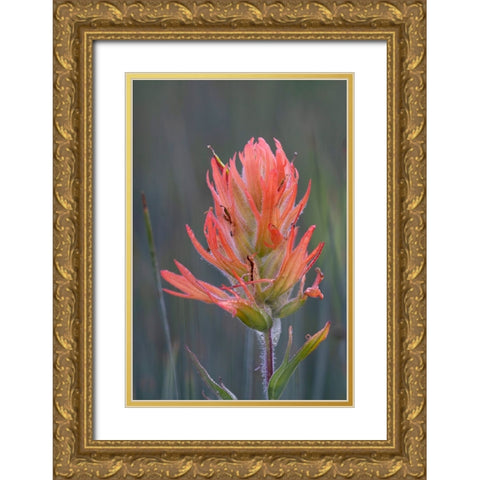 USA-Colorado-Uncompahgre National Forest Indian paintbrush flower close-up Gold Ornate Wood Framed Art Print with Double Matting by Jaynes Gallery