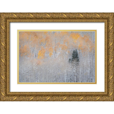 USA-Colorado-Uncompahgre National Forest Fresh autumn snow on aspens and evergreen Gold Ornate Wood Framed Art Print with Double Matting by Jaynes Gallery