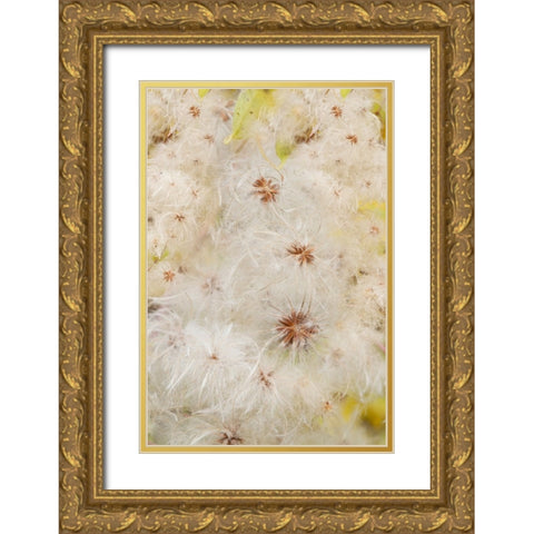 USA-Colorado-Uncompahgre National Forest Seedheads of clematis plant Gold Ornate Wood Framed Art Print with Double Matting by Jaynes Gallery