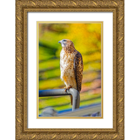 USA-Colorado-Fort Collins Red-tailed hawk close-up Gold Ornate Wood Framed Art Print with Double Matting by Jaynes Gallery