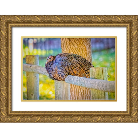 USA-Colorado-Loveland Wild female turkey close-up Gold Ornate Wood Framed Art Print with Double Matting by Jaynes Gallery
