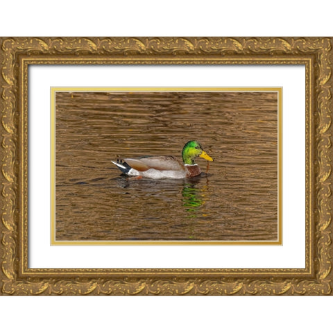USA-Colorado-Loveland Mallard duck male swimming in lake Gold Ornate Wood Framed Art Print with Double Matting by Jaynes Gallery