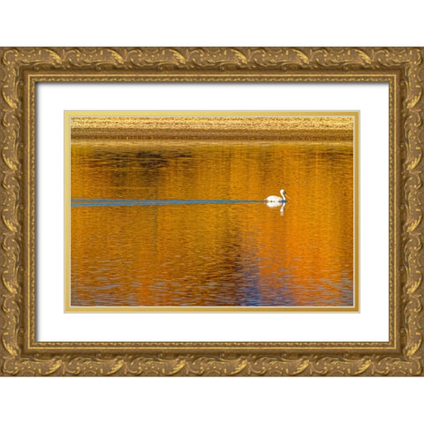 USA- Colorado- Loveland. American white pelican swims in Donath Lake. Gold Ornate Wood Framed Art Print with Double Matting by Jaynes Gallery