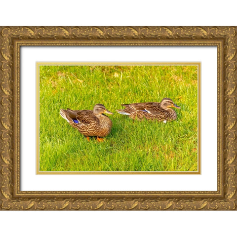 USA- Colorado- Fort Collins. Close-up of mallard ducks in grass. Gold Ornate Wood Framed Art Print with Double Matting by Jaynes Gallery
