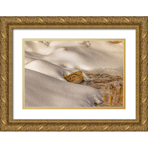 USA- Colorado- Fort Collins. Wilsons snipe drinks from stream in winter. Gold Ornate Wood Framed Art Print with Double Matting by Jaynes Gallery
