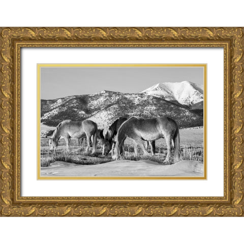 USA-Colorado-Westcliffe Music Meadows Ranch Herd of horses with Rocky Mountains in the distance Gold Ornate Wood Framed Art Print with Double Matting by Hopkins, Cindy Miller