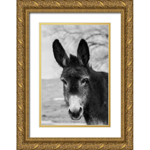 USA-Colorado-Westcliffe Music Meadows Ranch Cute old ranch donkey-face detail Gold Ornate Wood Framed Art Print with Double Matting by Hopkins, Cindy Miller