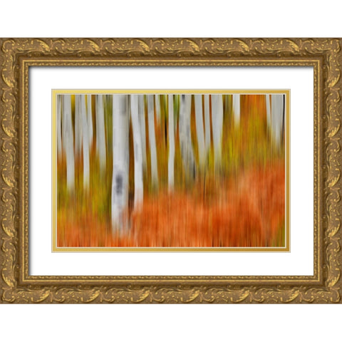 USA- Colorado- Owl Pass- Aspen grove design Gold Ornate Wood Framed Art Print with Double Matting by Gulin, Darrell