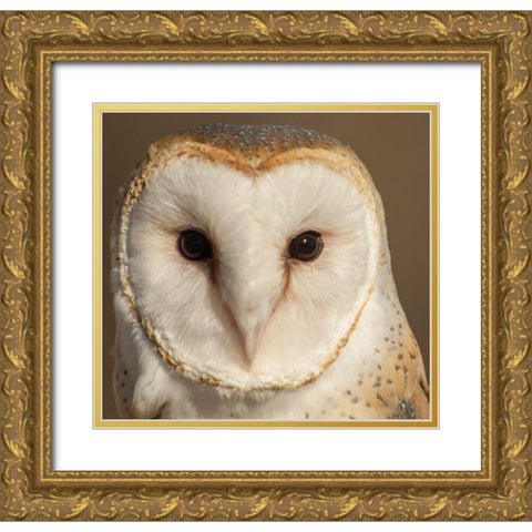 Owl-Barn Owl Gold Ornate Wood Framed Art Print with Double Matting by Theodore, George
