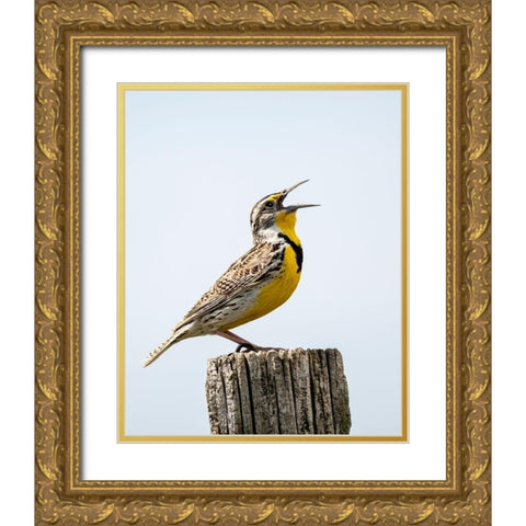 Meadowlark-bird Gold Ornate Wood Framed Art Print with Double Matting by Theodore, George