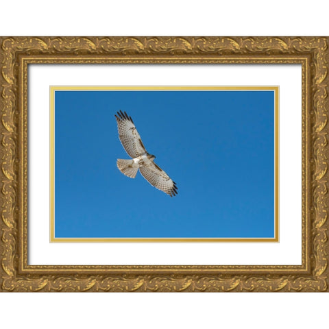Hawk flying Gold Ornate Wood Framed Art Print with Double Matting by Theodore, George and Marilu