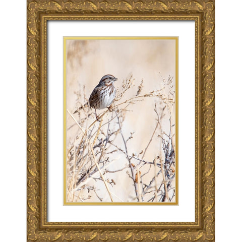 USA-Sparrow Gold Ornate Wood Framed Art Print with Double Matting by Theodore, George and Marilu