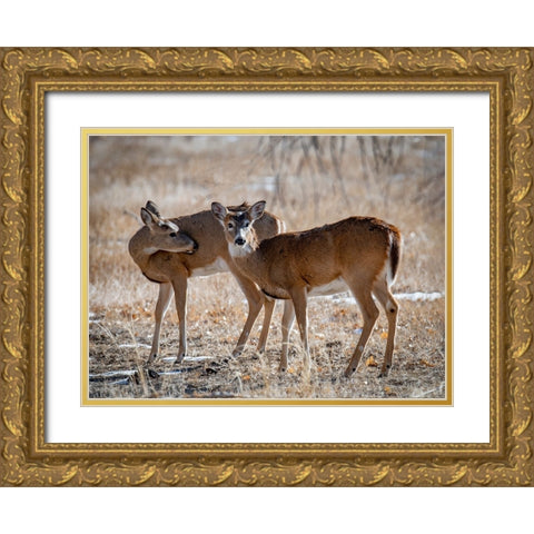 USA-deer Gold Ornate Wood Framed Art Print with Double Matting by Theodore, George and Marilu