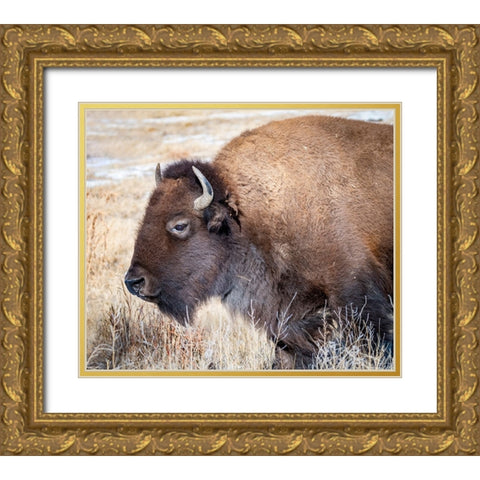 American Bison Gold Ornate Wood Framed Art Print with Double Matting by Theodore, George and Marilu