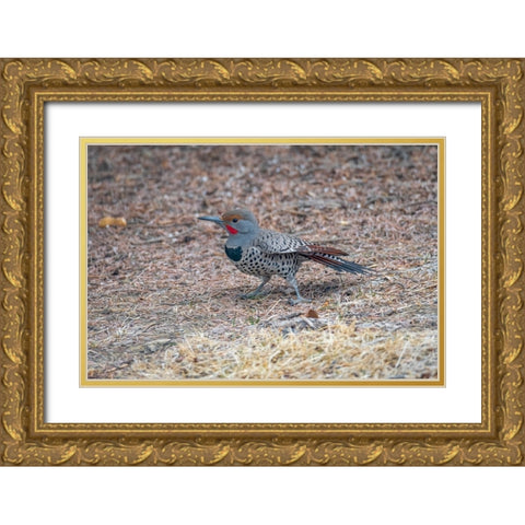 Northern flicker Gold Ornate Wood Framed Art Print with Double Matting by Theodore, George and Marilu