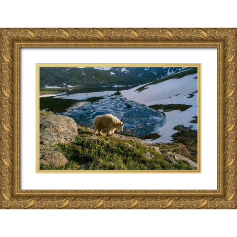 Mountain goat walks near shore of partially frozen Summit Lake-Mount Evans-near Denver-Colorado-USA Gold Ornate Wood Framed Art Print with Double Matting by Garber, Howie
