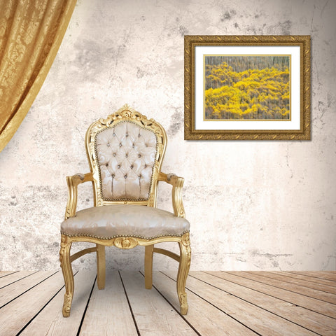 Colorado-Maroon Bells-Snowmass Wilderness Fall colors on Aspen trees Gold Ornate Wood Framed Art Print with Double Matting by Eggers, Julie