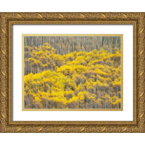 Colorado-Maroon Bells-Snowmass Wilderness Fall colors on Aspen trees Gold Ornate Wood Framed Art Print with Double Matting by Eggers, Julie