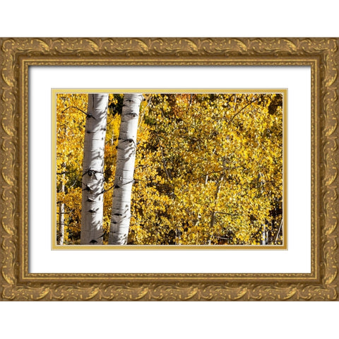 Aspen trees in autumn Gold Ornate Wood Framed Art Print with Double Matting by Ostrowitz, Mallorie