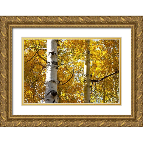 Aspen trees in autumn-Blake Trail-Colorado Gold Ornate Wood Framed Art Print with Double Matting by Ostrowitz, Mallorie