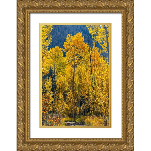 Grouping of aspen trees on a trail-Colorado Gold Ornate Wood Framed Art Print with Double Matting by Ostrowitz, Mallorie