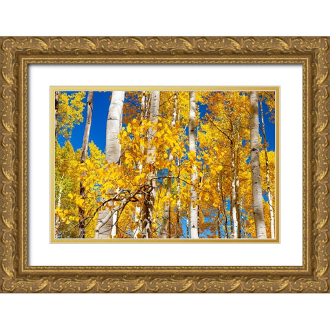 Aspen trees in autumn turning goldin Snowmass Gold Ornate Wood Framed Art Print with Double Matting by Ostrowitz, Mallorie