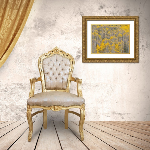 Colorado-Aspens on hillside near township of Aspen in fall colors Gold Ornate Wood Framed Art Print with Double Matting by Gulin, Sylvia
