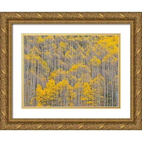 Colorado-Aspens on hillside near township of Aspen in fall colors Gold Ornate Wood Framed Art Print with Double Matting by Gulin, Sylvia