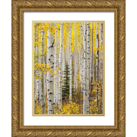 Colorado-Keebler Pass Autumn colors in grove of Aspens with lone evergreen Gold Ornate Wood Framed Art Print with Double Matting by Gulin, Sylvia