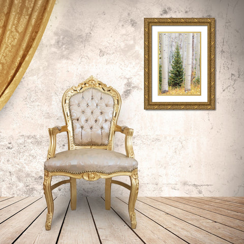 Colorado-Keebler Pass Autumn colors in grove of Aspens with lone evergreen Gold Ornate Wood Framed Art Print with Double Matting by Gulin, Sylvia