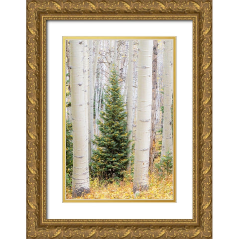 Colorado-Keebler Pass Autumn colors in grove of Aspens with lone evergreen Gold Ornate Wood Framed Art Print with Double Matting by Gulin, Sylvia
