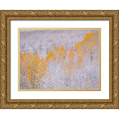 Colorado-Keebler Pass-fresh snow on Aspens with Fall Colors Gold Ornate Wood Framed Art Print with Double Matting by Gulin, Sylvia