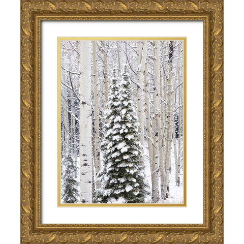 Colorado-Keebler Pass-fresh snow on Aspens and Evergreen trees Gold Ornate Wood Framed Art Print with Double Matting by Gulin, Sylvia