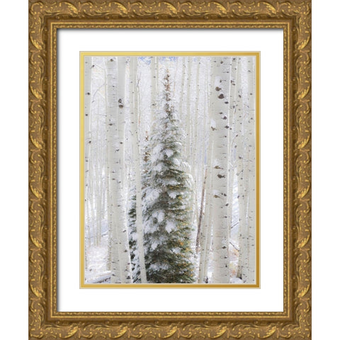 Colorado-Keebler Pass-fresh snow on Aspens and Evergreen trees Gold Ornate Wood Framed Art Print with Double Matting by Gulin, Sylvia