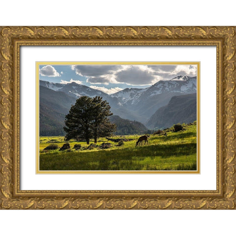 A lone deer grazes in the security of Rocky Mountain National Park in the Colorado Rocky Mountains Gold Ornate Wood Framed Art Print with Double Matting by SMO