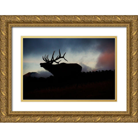 Bugling elk silhouetted against the Colorado Rocky Mountains Gold Ornate Wood Framed Art Print with Double Matting by SMO