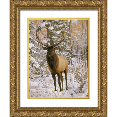 A bull elk in early winter in the Colorado Rocky Mountains Gold Ornate Wood Framed Art Print with Double Matting by SMO