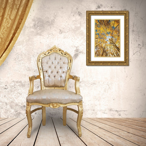 Looking up into yellow Aspen trees in the Colorado Rocky Mountains Gold Ornate Wood Framed Art Print with Double Matting by SMO